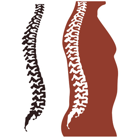 back, vertebraのイラスト素材