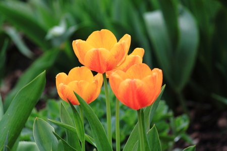 Yellow tulipsの写真素材