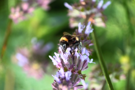 A bumble-bee collects nectar from the field flower の写真素材
