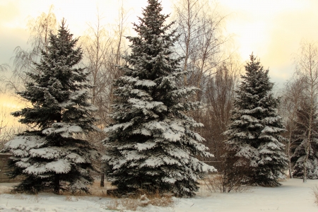 Fir-tree in forest by a frosty winter dayの写真素材