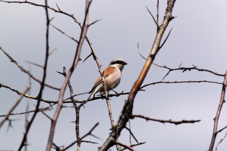 Bird on a treeの写真素材