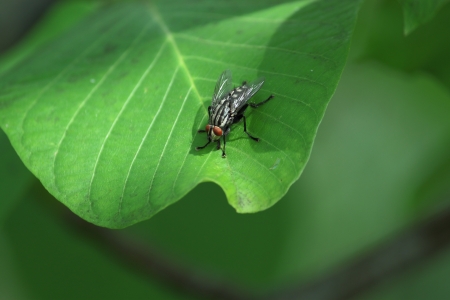 Fly on a green leavesの写真素材