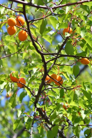 	Ripe Apricots on a tree branch in the gardenの写真素材