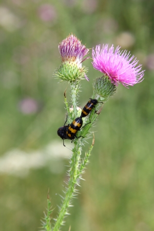 Mating beetles on a flowerの写真素材