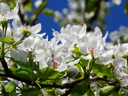 Flowering pear