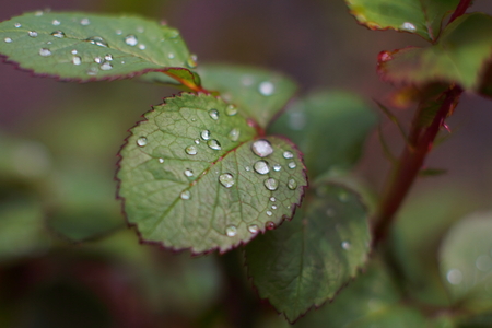 Dew on the leaves of rosesの写真素材