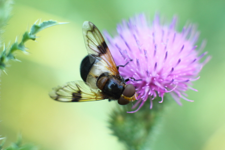 Floral Fly drinking nectar from flowerの写真素材