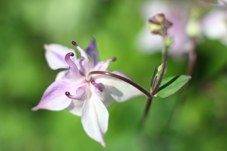Flowers bell in a forest gladeの写真素材