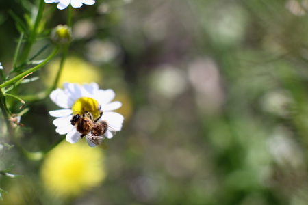 Wild Bee collects nectar from a flowerの写真素材