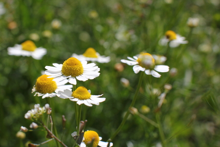 Chamomile flowers in a forest gladeの写真素材
