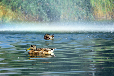 Ducks in the pond of city parkの写真素材