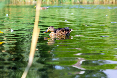 Ducks in the pond of city parkの写真素材