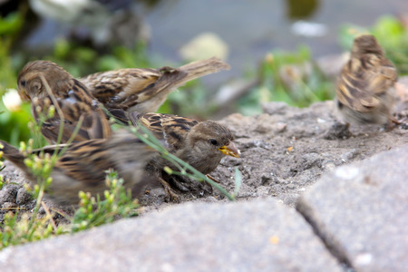 Flock of sparrows on a sidewalk in the park