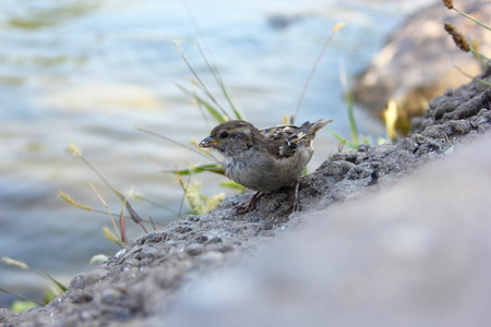 Sparrow on a pond in a city parkの写真素材