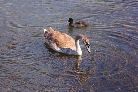 Swan floats in a lakeの写真素材