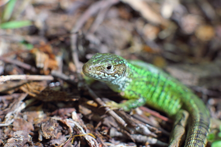 Lizard in the woodsの写真素材