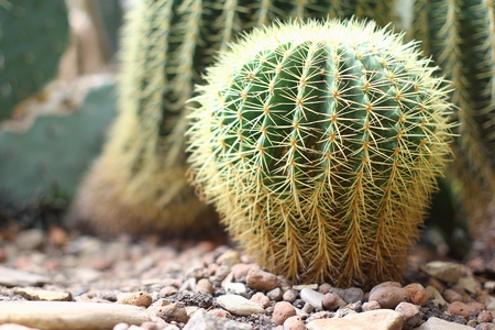 Cactus in Botanical gardenの写真素材