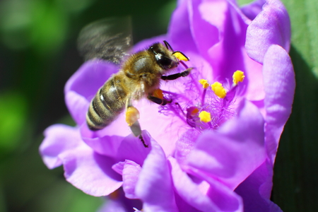 Bee collects nectar from flower in the gardenの写真素材