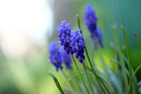 Geocynth flower in the gardenの写真素材