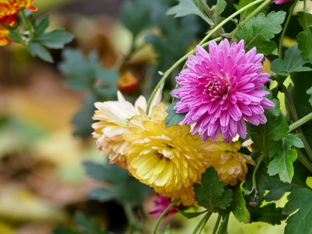 Autumn flowers in the city parkの写真素材