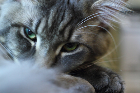 Maine Coon with green eyesの写真素材