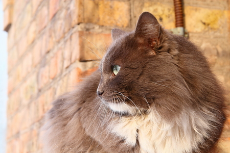 Cat on a background a brick wallの写真素材