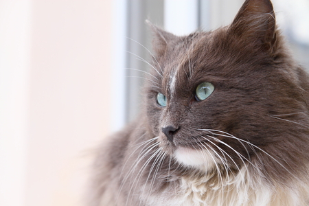 Cat on a background a brick wallの写真素材