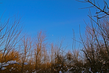 Trees under snow in the winter forestの写真素材