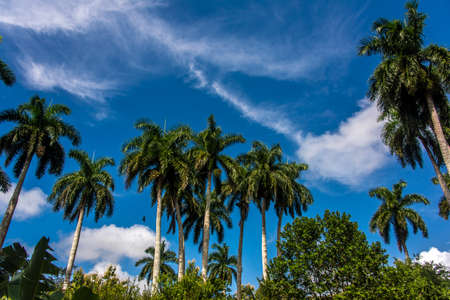 Vacation in Cuba palm trees Caribbean sea beach sun waveの写真素材