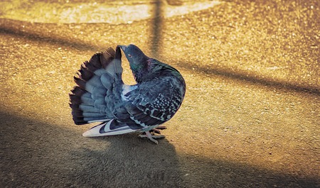 Beautiful pigeon on the stone sea shore.の写真素材