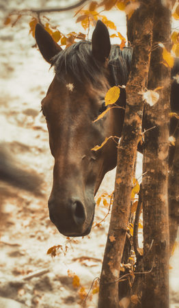 Horse face close up in autumn forestの写真素材