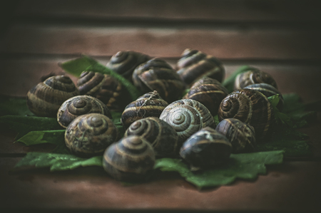 group of snails on the leaves of grapesの写真素材