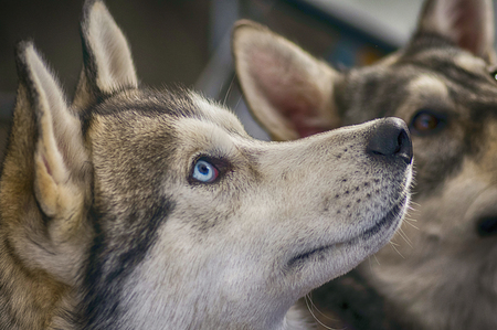 Portrait of a blue-eyed Siberian Husky close-up.の写真素材