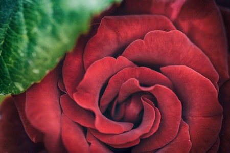 Rose flower close-up. Beautiful big red flower green leafの写真素材