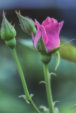 Rose flower close-up. Pink flower on green foliage background.の写真素材