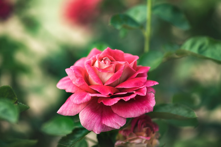 Rose flower close-up. Pink flower on green foliage background.の写真素材