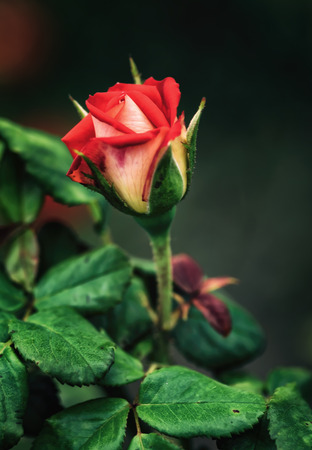 Rose flower close-up. Pink flower on green foliage background.の写真素材