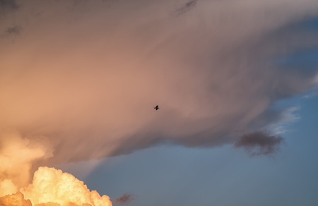 A lonely Seagull flying against the background of sunlight in thick cloudsの写真素材