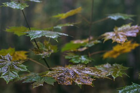 Maple leaves with water drops after rainの写真素材