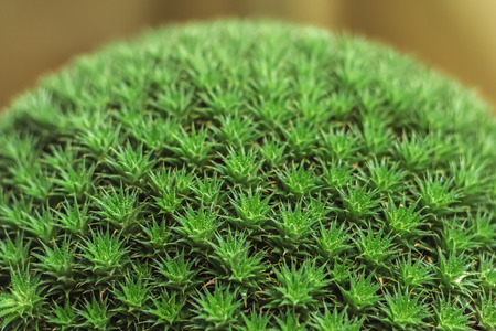 Deuterocohnia-Pacific yew genus of plants of the bromeliad family. Close-up, natural light.の写真素材