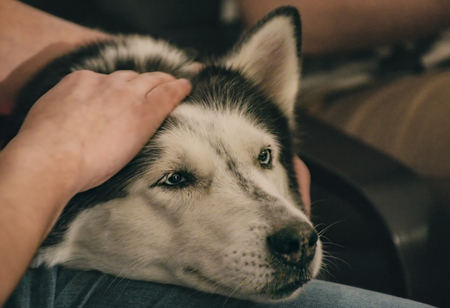 Close-up on the face and bright eyes of husky, natural evening lighting.の写真素材