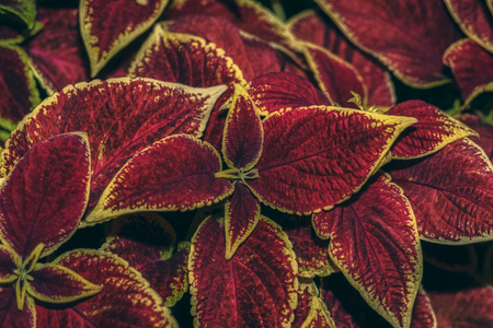 Velvet red Coleus. Coleus in the summer city Park. Close upの写真素材