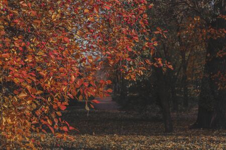 Red wild hawthorn fruit on a branch on the background of the autumn Park . Selective focus.