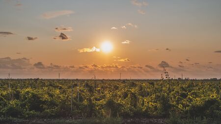 Young grape bushes in the vineyard in the rays of the setting sun in spring. Viticultureの写真素材