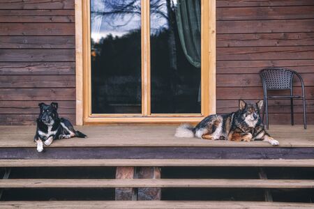 Portrait of two guard dog siting in front of the door and ready to protect the house. The picture can be used to show safety or security systemsの写真素材