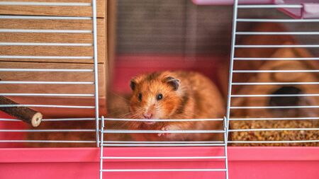 A Syrian hamster looks out of its cage. Close-up, natural lightの写真素材