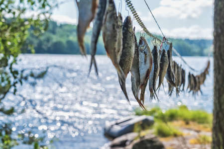 Dried river fish hanging in the sun on hooks against the background of wild nature. Beer snacks and lots of delicious fishの写真素材