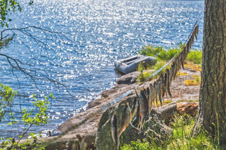 Dried river fish hanging in the sun on hooks against the background of wild nature. Beer snacks and lots of delicious fishの写真素材