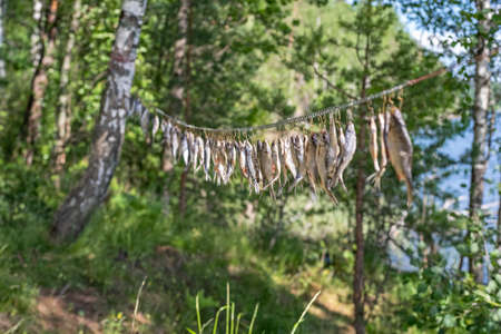 Dried river fish hanging in the sun on hooks against the background of wild nature. Beer snacks and lots of delicious fishの写真素材