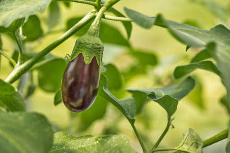 young purple eggplant growing in a greenhouse